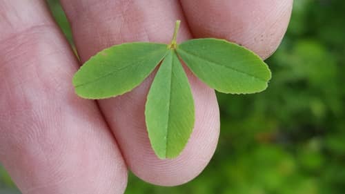 Large Hop Clover reference