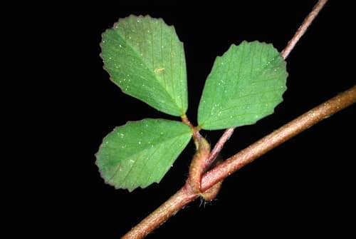 Lesser Hop Trefoil reference