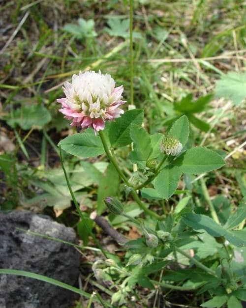Alsike Clover reference