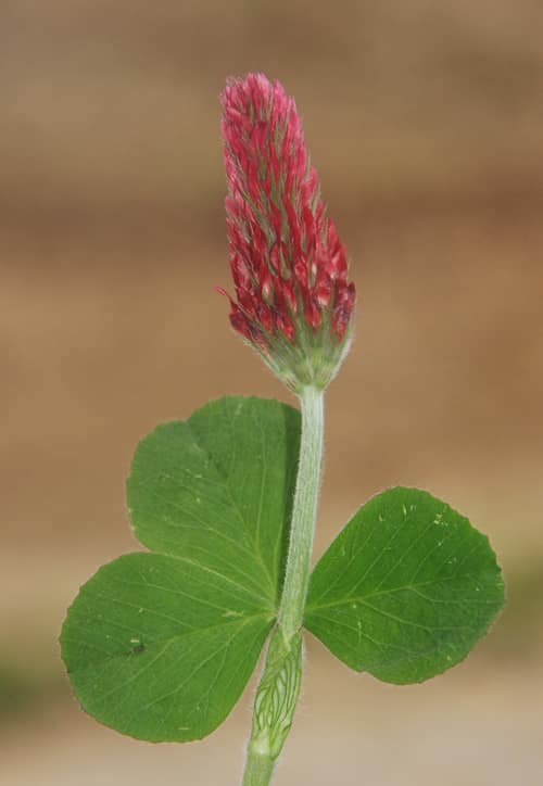 Crimson Clover reference