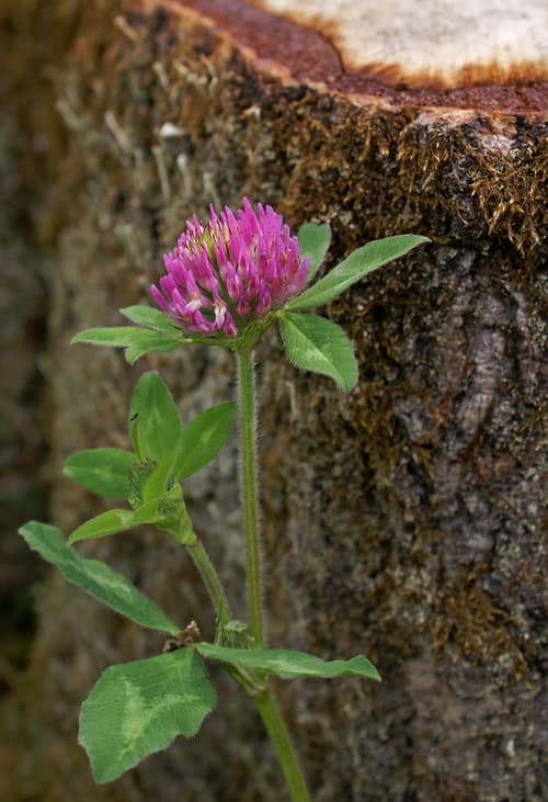 Red Clover reference