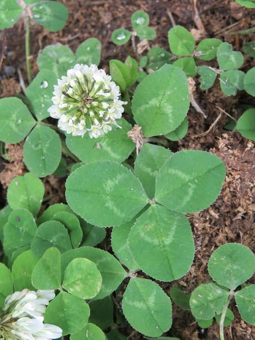 White Clover reference