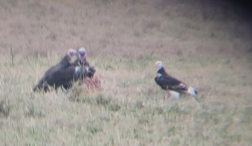 White-headed Vulture reference