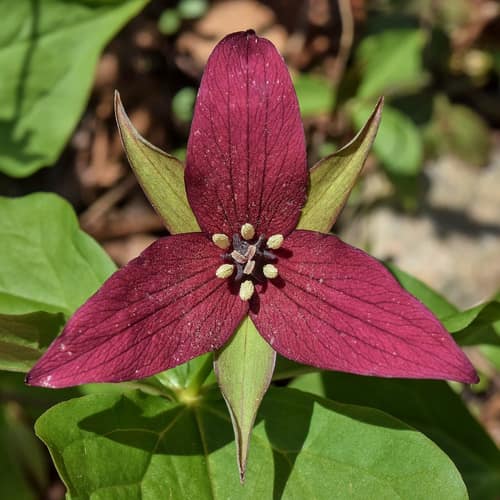 Red Trillium reference