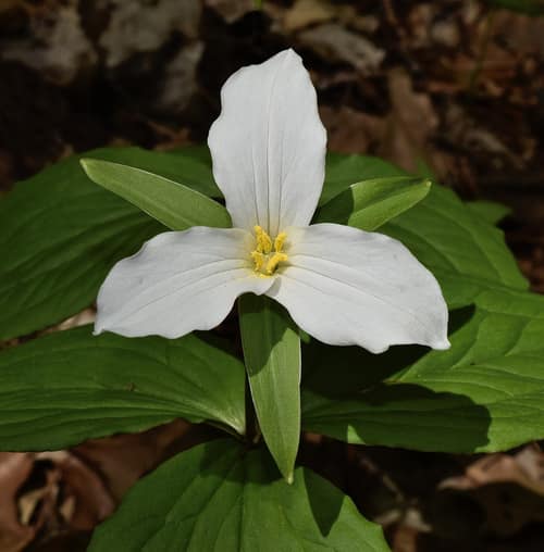 White Trillium reference