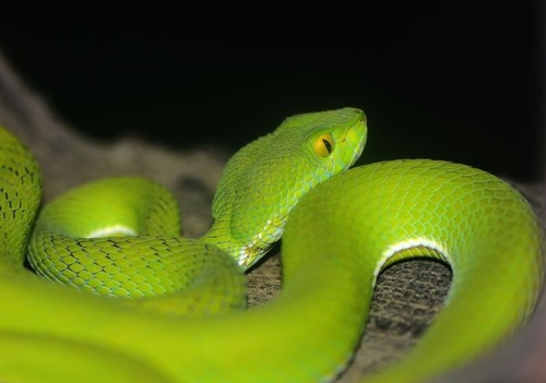 White-lipped Pit Viper reference