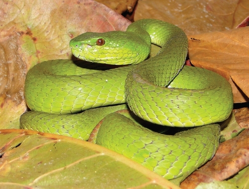 Sunda Island Pit Viper reference