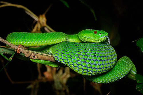 Pope's Pit Viper reference