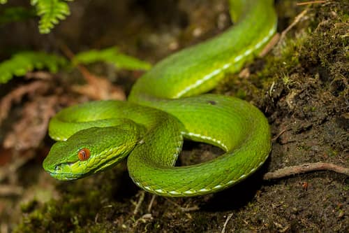 Chinese Green Tree Viper reference