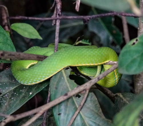 Vogel's Green Pit Viper reference