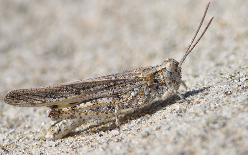 Seaside Grasshopper reference