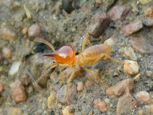 Snouted Termite reference