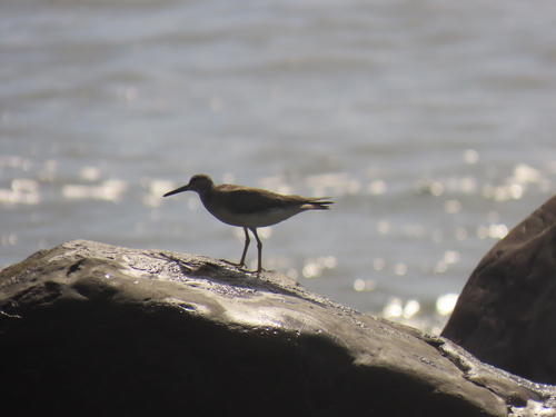 Gray-tailed Tattler reference