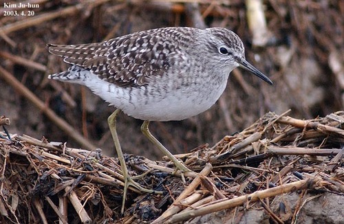 Wood Sandpiper reference