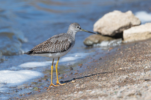 Greater Yellowlegs reference