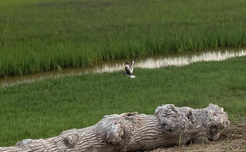 Willet reference