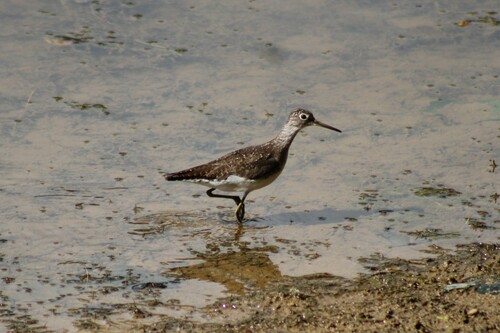 Solitary Sandpiper reference