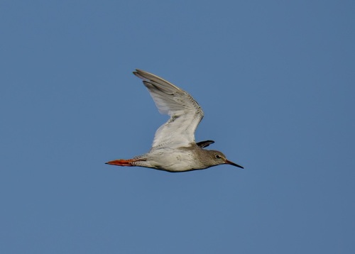 Common Redshank reference
