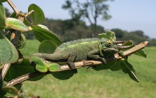 Jackson's Chameleon reference