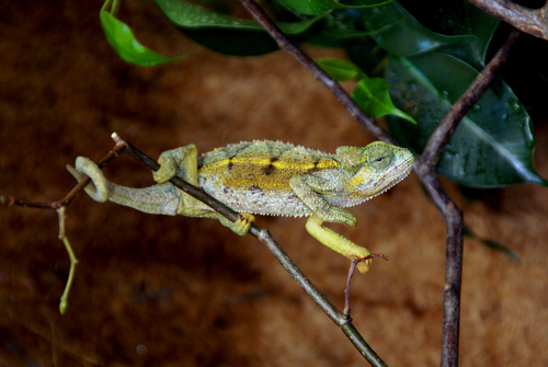 Rudis Chameleon reference