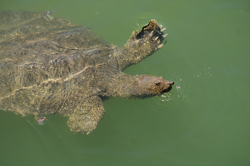 African Softshell Turtle reference