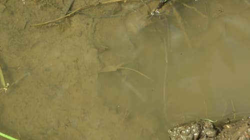 European Tadpole Shrimp reference