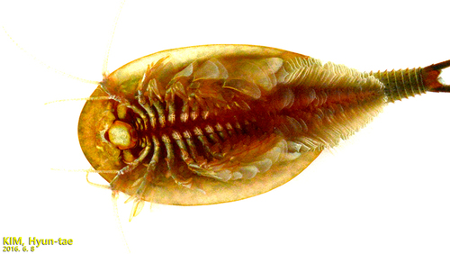 Longtail Tadpole Shrimp reference