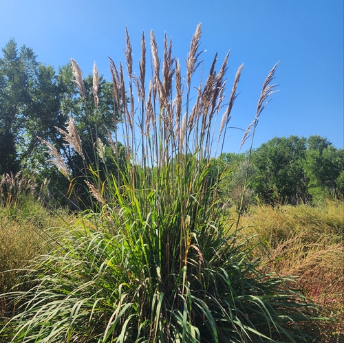 Ravenna Grass reference
