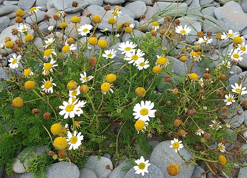 Sea Mayweed reference