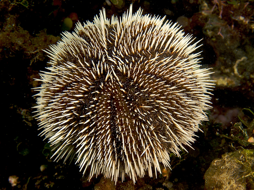 West Indian Sea Egg reference