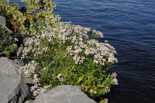 Sea Aster reference
