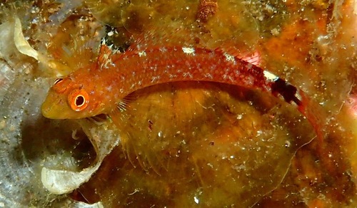 Black-faced Blenny reference