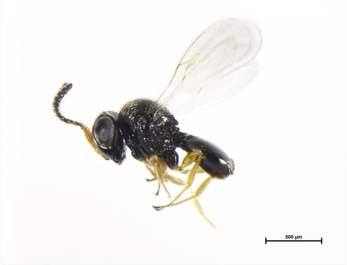 Trissolcus basalis reference