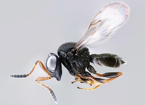 Samurai Wasp reference