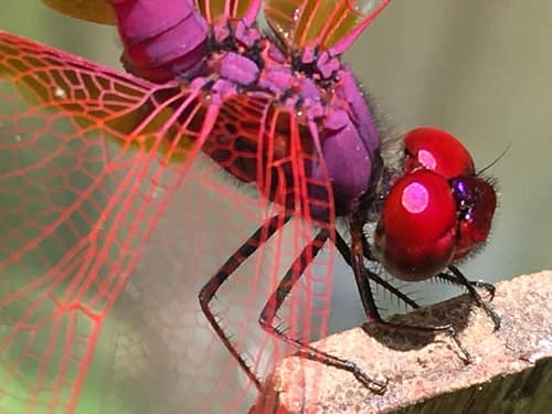 Crimson Marsh Glider reference