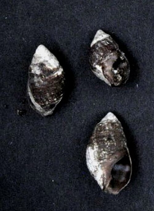 Eastern Mudsnail reference
