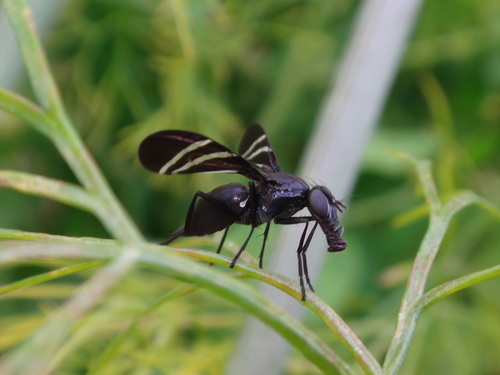 Black Onion Fly reference
