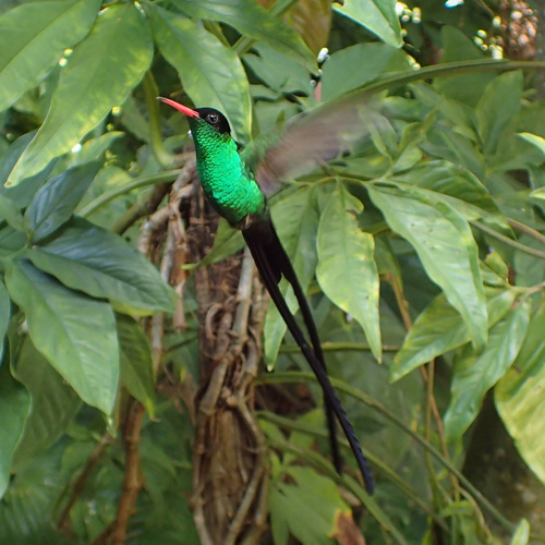 Red-billed Streamertail reference