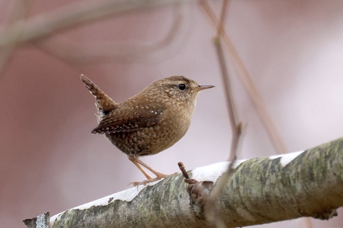 Winter Wren reference