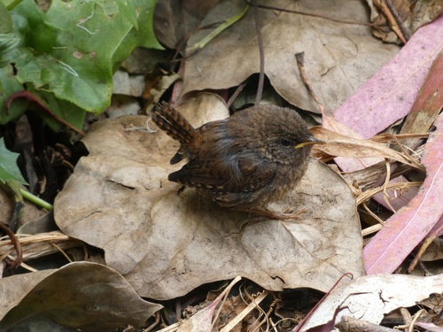Pacific Wren reference