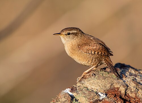 Eurasian Wren reference