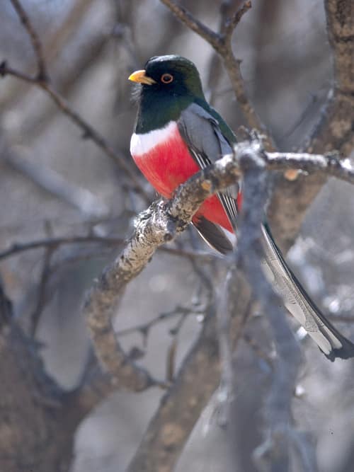 Elegant Trogon reference
