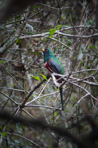 Mountain Trogon reference