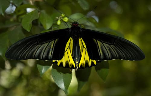 Golden Birdwing reference
