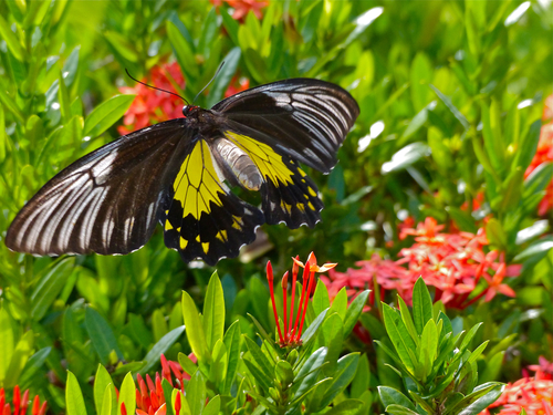 Malay Birdwing reference