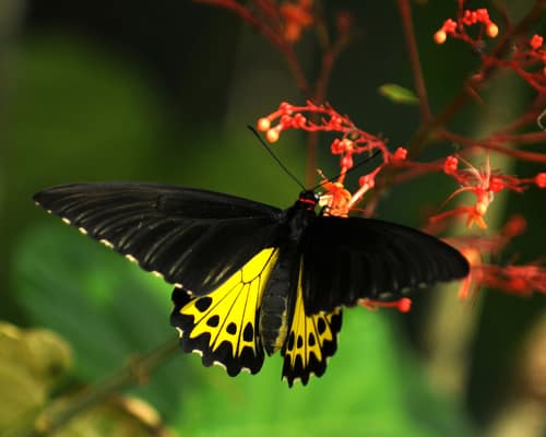 Common Birdwing reference