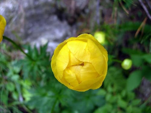 European Globeflower reference