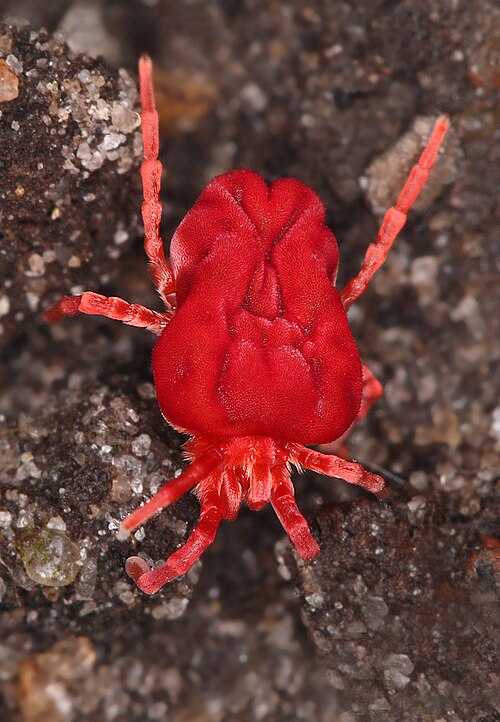 Red Velvet Mite reference