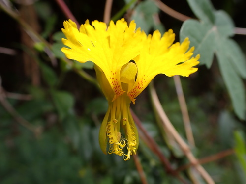 Canary Creeper reference
