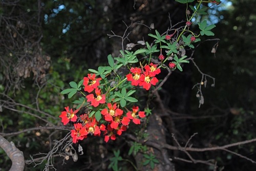 Flame Nasturtium reference